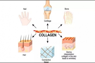 Có nên sử dụng thực phẩm và bổ sung chứa collagen như một phần của chế độ ăn uống hàng ngày?